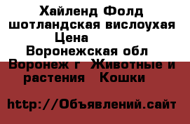Хайленд-Фолд шотландская вислоухая › Цена ­ 5 000 - Воронежская обл., Воронеж г. Животные и растения » Кошки   